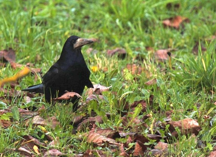 Rare hôte hivernal, le corbeau freux fait des apparition dans les labours