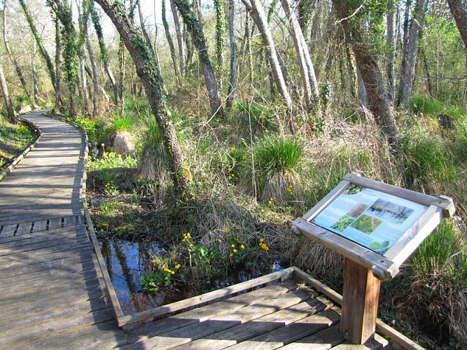 un sentier d'interprétation permet de découvrir la biodiversité du marais