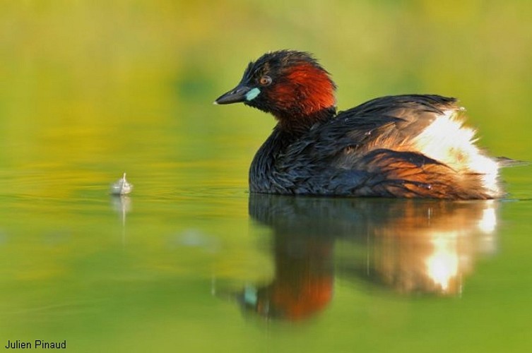 Grand Etang de Saint Estèphe