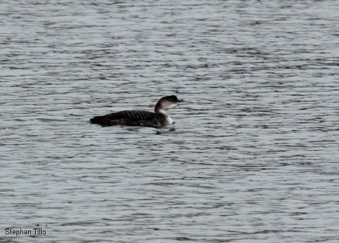 Grand Etang de Saint Estèphe