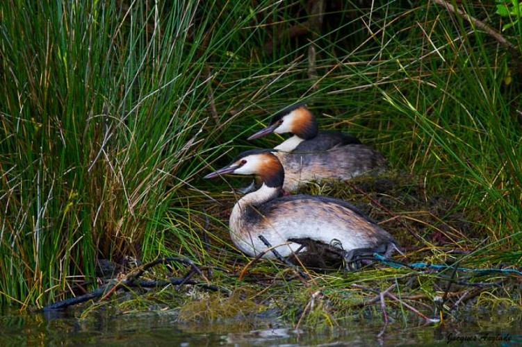 Grand Etang de Saint Estèphe