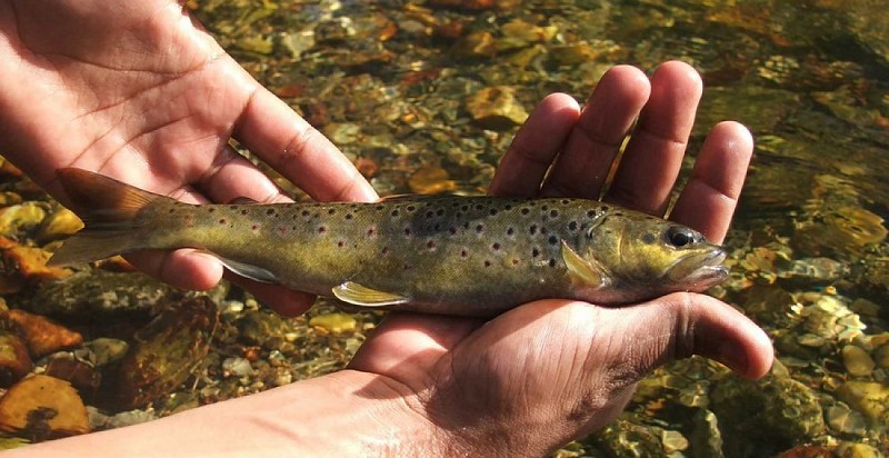 Truite fario