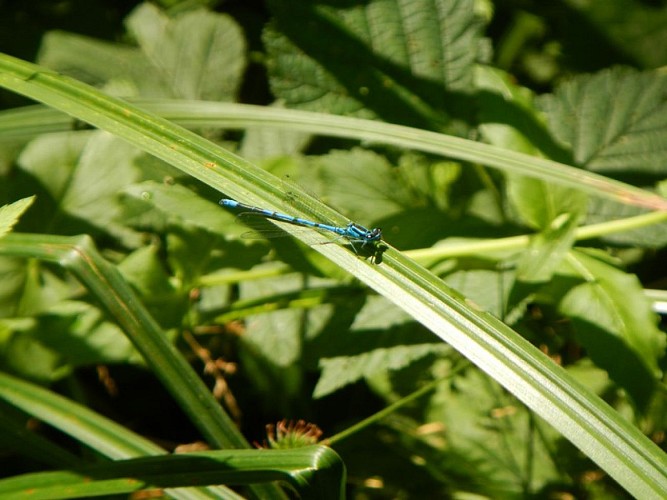Agrion jouvencelle
