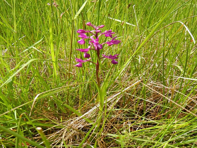 Orchidee prairies humides