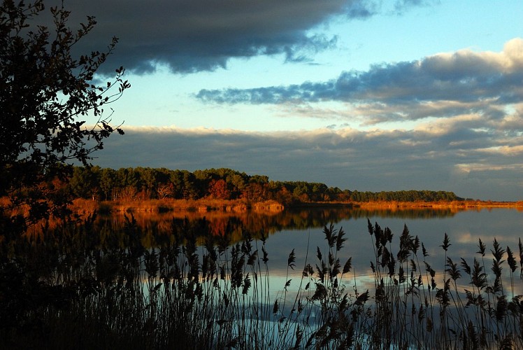 Réserve naturelle nationale de l'étang de Cousseau