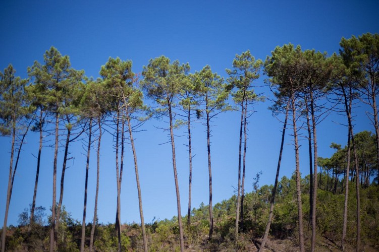 Forêt domaniale de Lacanau - © David Remazeilles (8)