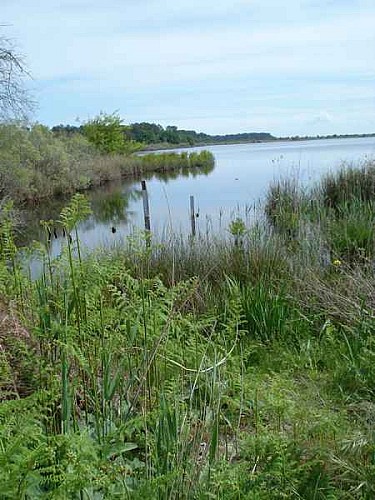 Réserve naturelle nationale de l'étang de Cousseau