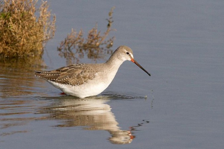 Chevalier arlequin, l'un des nombreux limicoles de passage