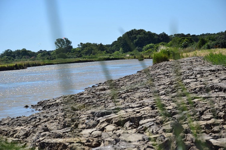 Marais du Conseiller © medoc-atlantique-tourisme_0747