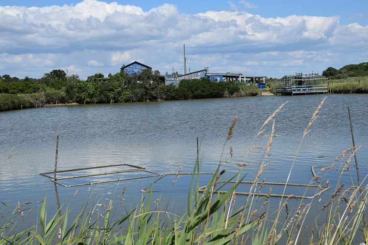 Marais du Conseiller - Huitres © medoc-atlantique-tourisme_0760