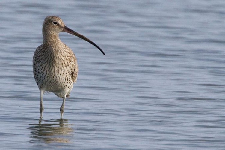 Les marées font circuler les limicoles comme ce courlis cendré, entre le bassin et le domaine