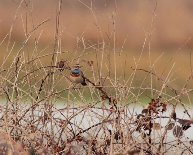 La belle gorgebleue à miroir se rencontre sur les domaines de Certes comme de Graveyron