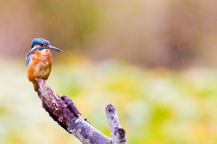 Discret, le martin-pêcheur vaut quand même à lui seul le détour