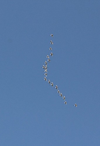 De nombreuses spatules blanches hivernent sur les plats du domaine