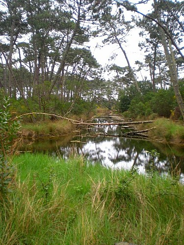 Berges humides et sauvages