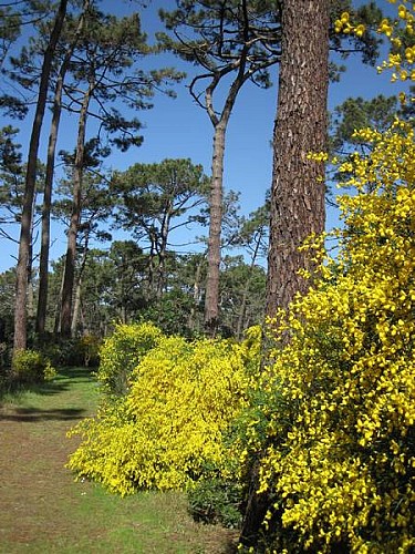 Chemin bordé de genêts