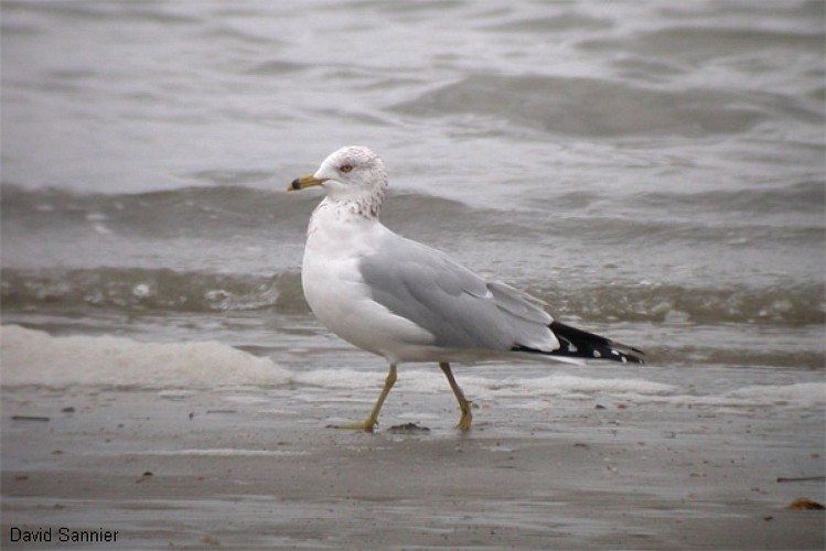 Les Prés Salés Ouest