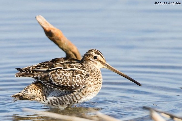 Les Prés Salés Ouest