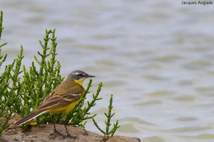 Les Prés Salés Ouest