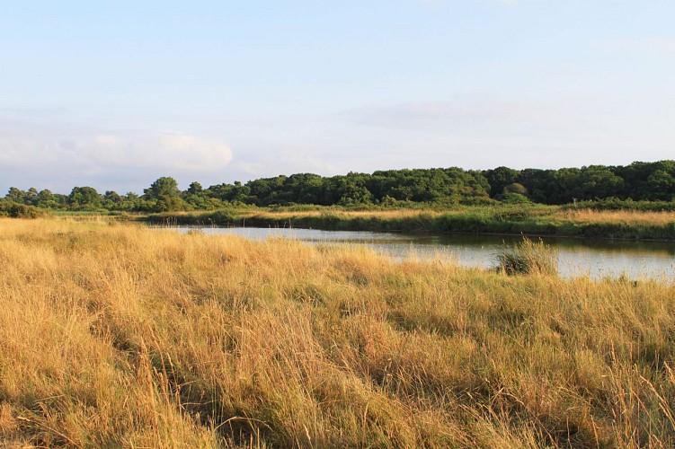 Marais du Logit © medoc-atlantique-tourisme_12