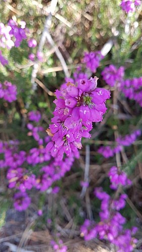 Landes-de-Gascogne_Bruyere