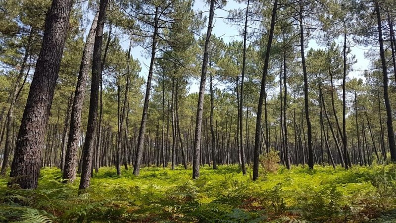 Foret_Landes_Gascogne_Mios