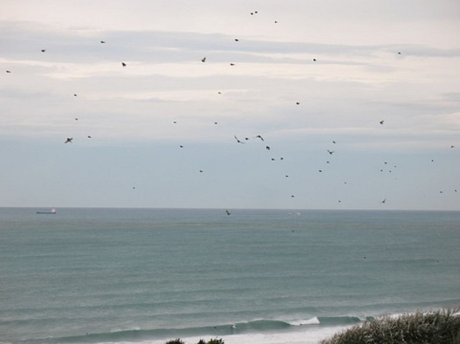 Réserve des dunes - Pointe du Cap Ferret