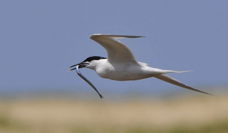 Réserve des dunes - Pointe du Cap Ferret