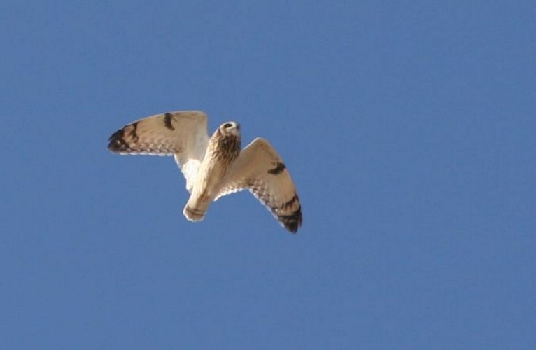 La pointe est un haut lieu de passage du hibou des marais