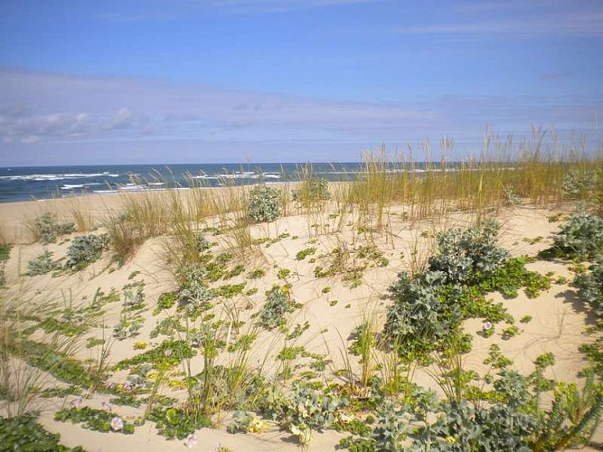 Paysage de la dune littorale