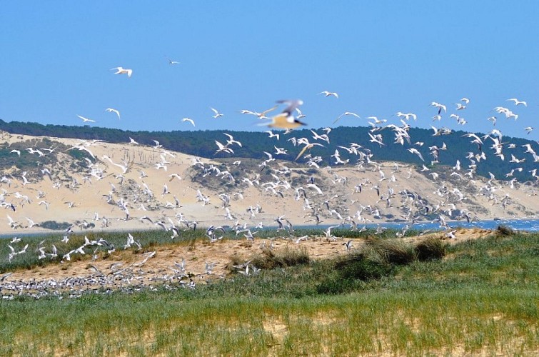 La réserve naturelle du Banc d'Arguin