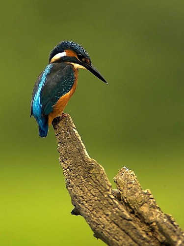 Photo 1 Vincent Bonnefoy