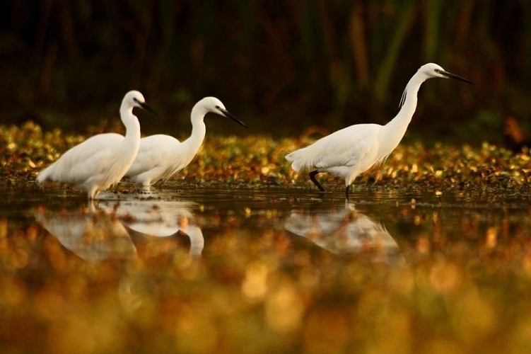 Photo 2 Vincent Bonnefoy