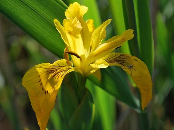 IRIS