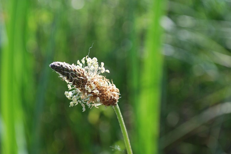 Moron_Prignac_et_Marcamps_©Bourg_Cubzaguais_Tourisme_(12)