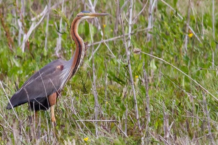 En vol d'une roselière à l'autre, l'élégant héron pourpré se montre au printemps mais est plus discret en été