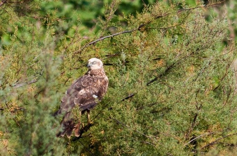 Toute l'année on observe le busard des roseaux chasser dans les marais