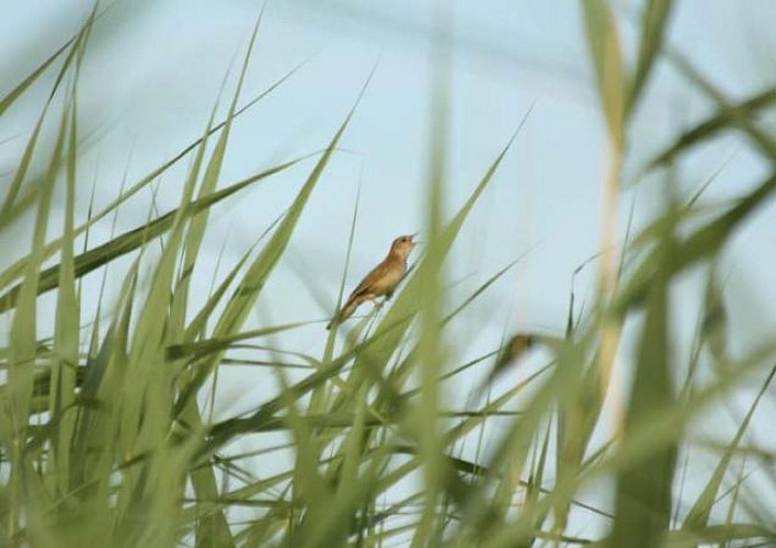 Terres d'Oiseaux