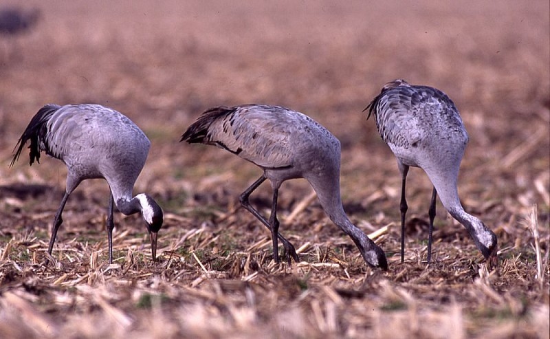 Couple de grues avec leur jeune de l'année