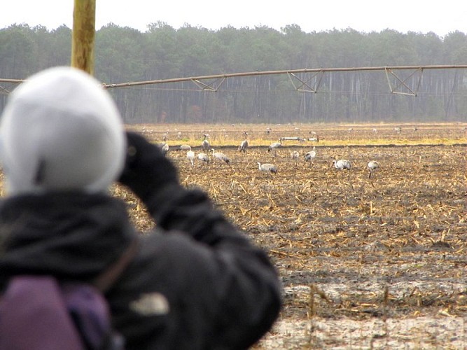 Observation des grues cendrées