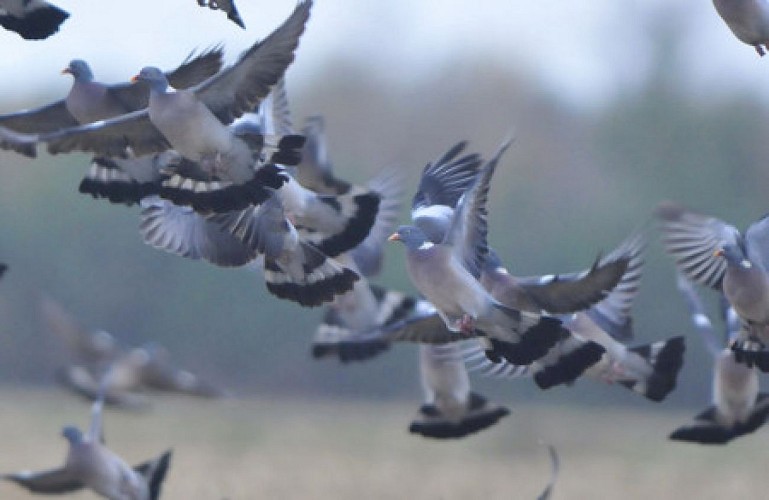 De grands rassemblements de pigeons ramiers s'observent dans les maïs en hiver