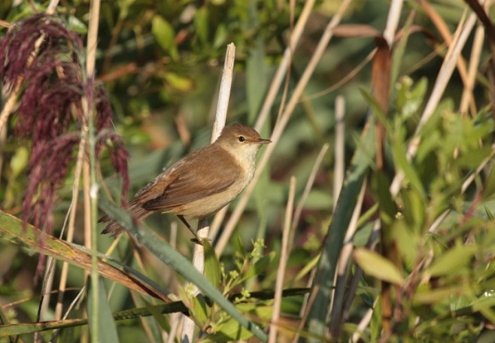 Marais de la Maréchale