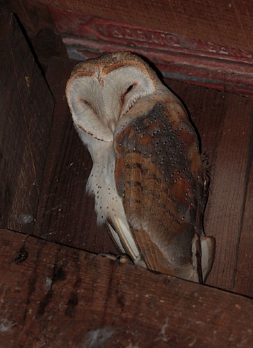 Marais de la Maréchale