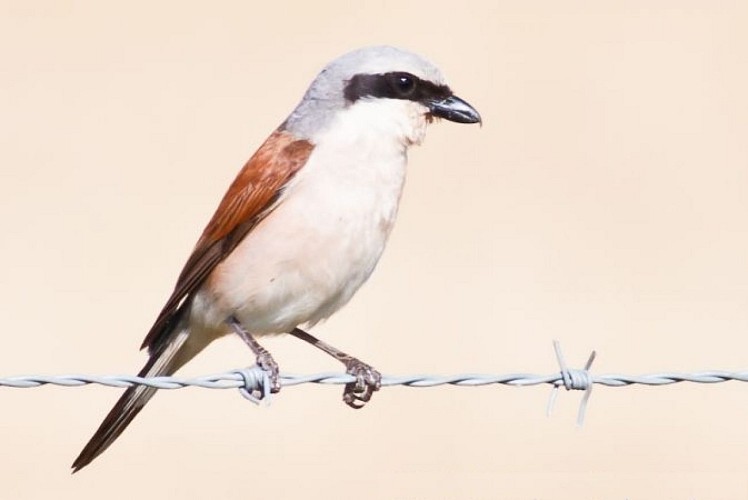 Marais de la Maréchale