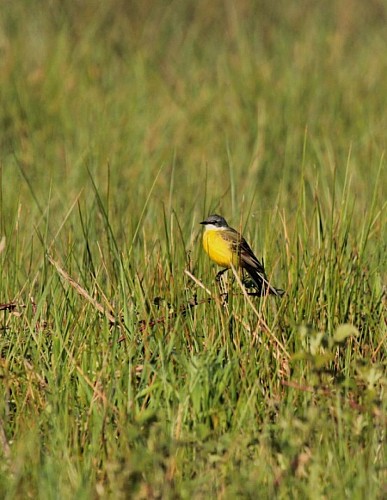 Marais de la Maréchale