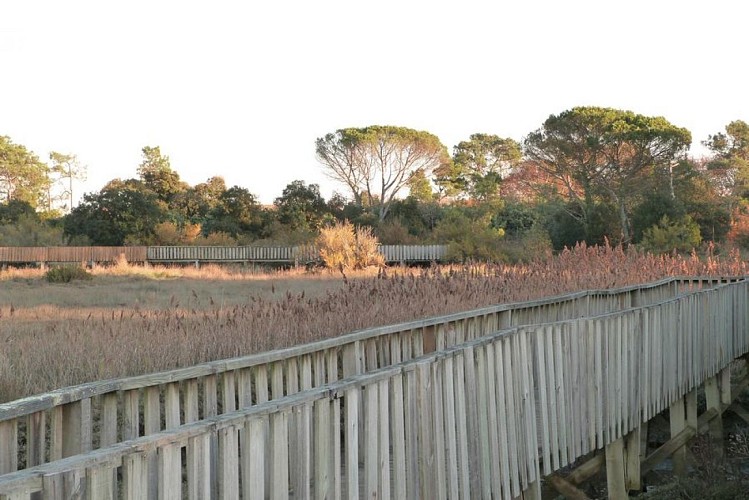 Sentier du littoral (22) [800x600]