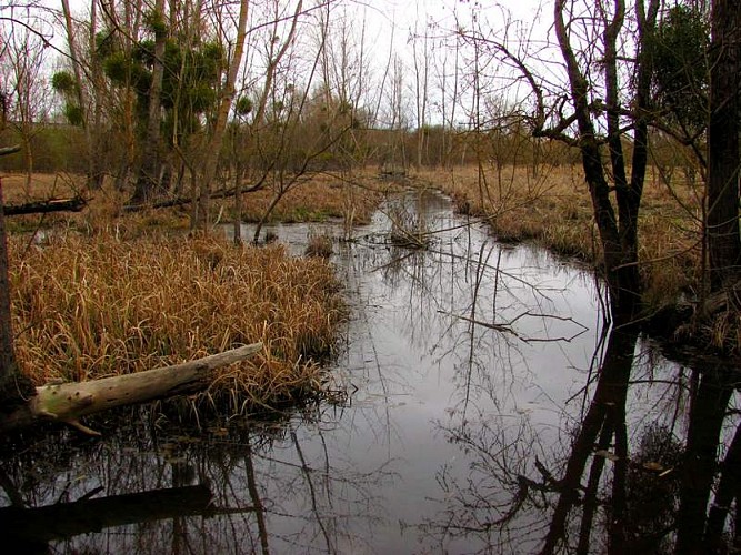 Marais des Brizards