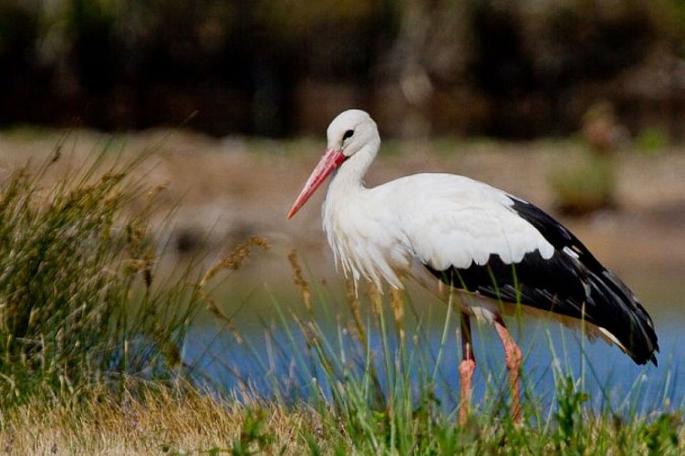 De nombreuses cigognes nichent dans les arbres ou sur les plateformes dédiées du côté des grands Brizards