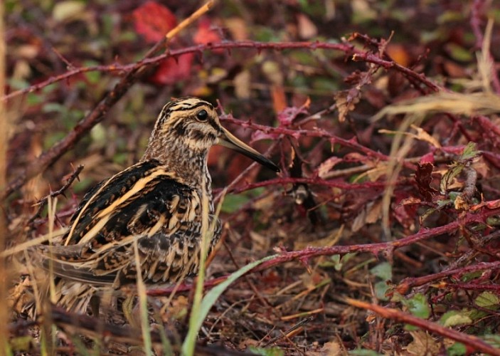 La rare bécassine sourde hiverne parfois dans le marais