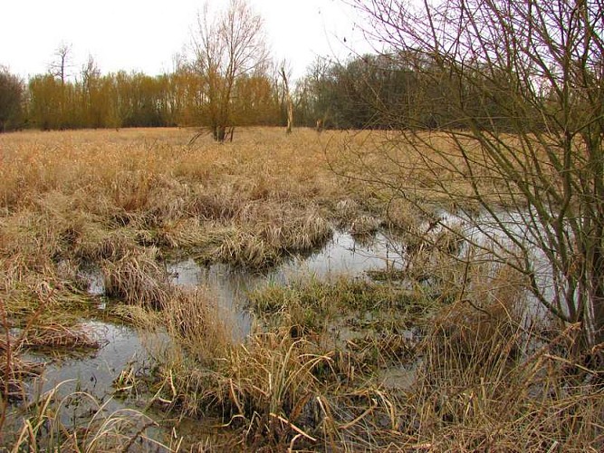 Marais des Brizards